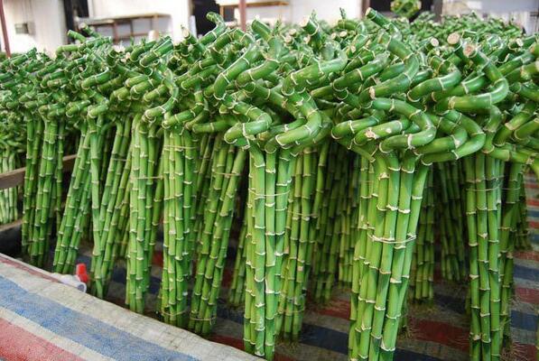 Chinese Popular Ornamental Green Dracaena Spiral Lucky Bamboo Plant   