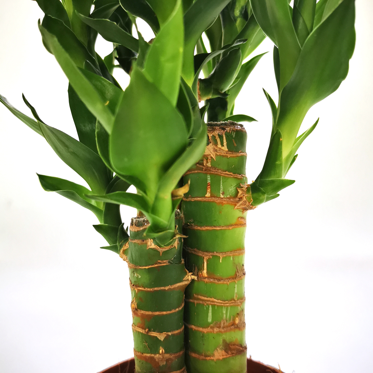  3 in 1 Lotus Bamboo Wholesale Lucky Bamboo Bonsai Live Plants Nursery Wholesale  