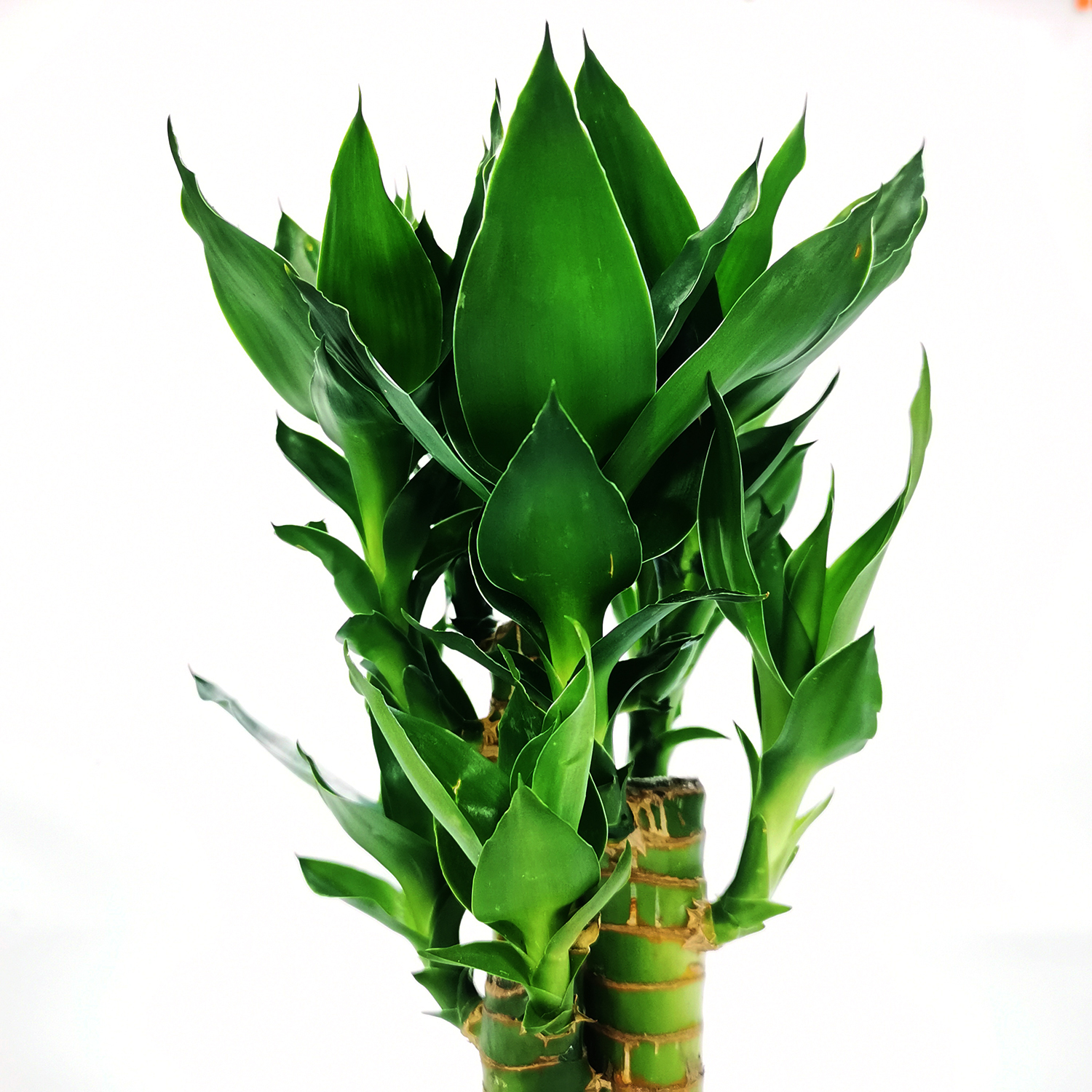  3 in 1 Lotus Bamboo Wholesale Lucky Bamboo Bonsai Live Plants Nursery Wholesale  