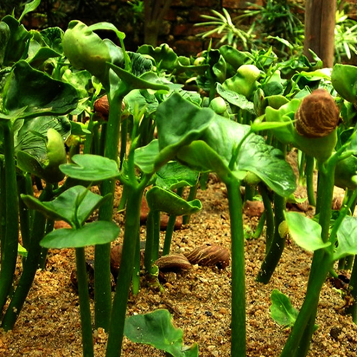 Fa Cai Shu High Green Plant Tree Pachira Macrocarpa Seeds Pachira Aquatica Seed   