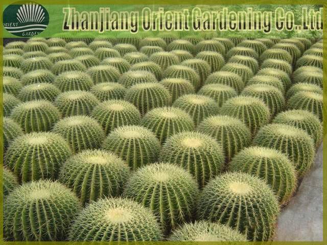 Echinocactus Grusonii Golden Ball Cactus Different Size Indoor Bonsai Plants  