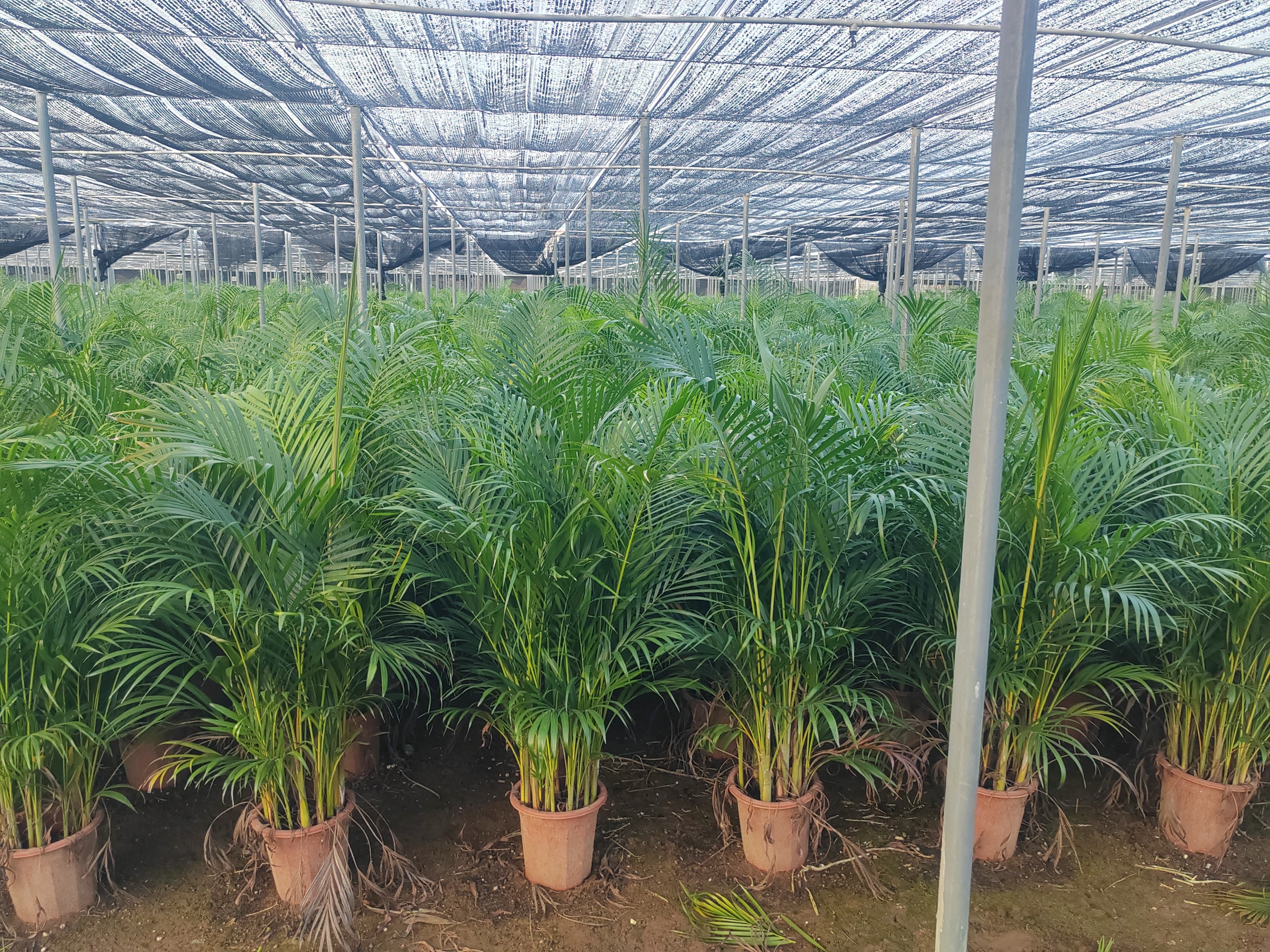 Live Plant Chrysalidocarpus Lutescens Areca Palm   