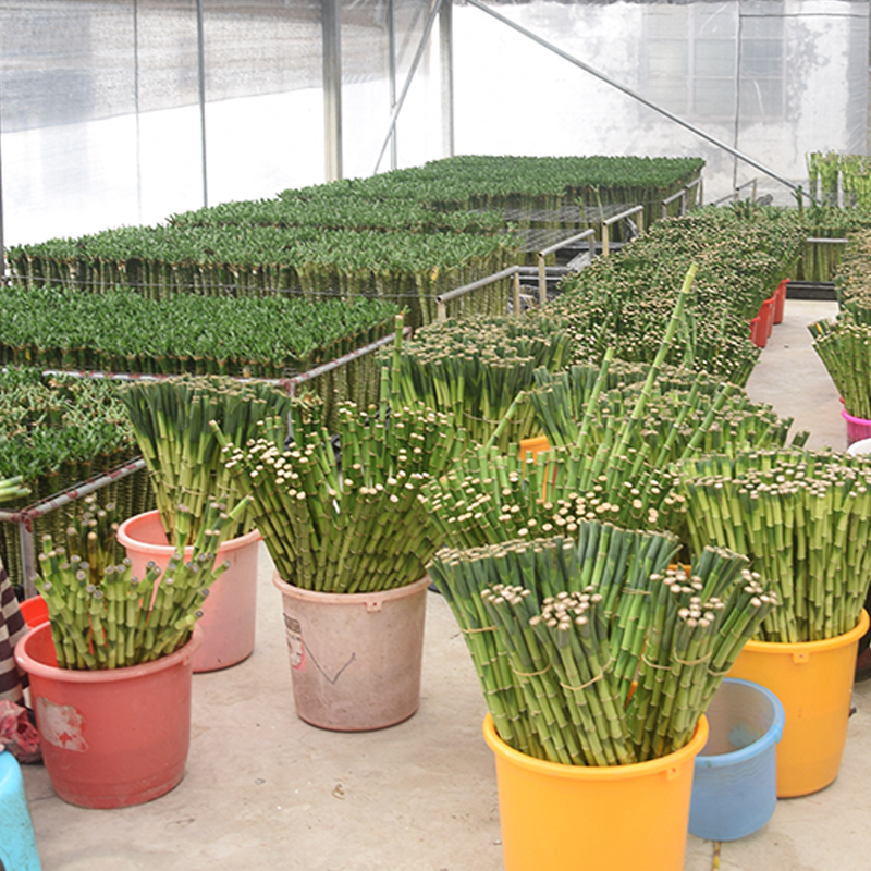 Straight Lucky Bamboo Cheap Price Wholesale From China Farm   