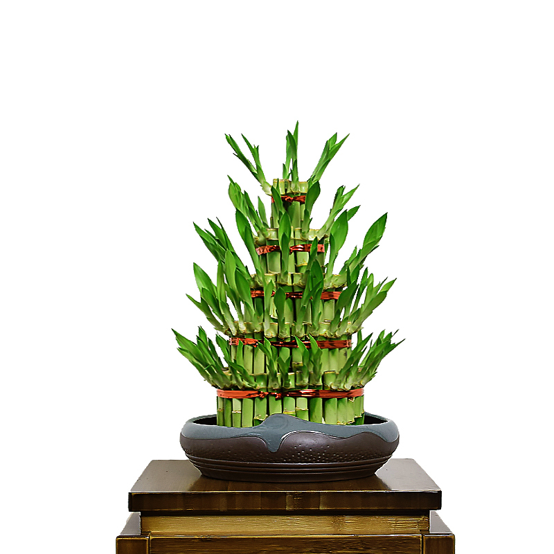China lucky bamboo wholesale Factory Tower Lucky Bamboo Small 5 Towerat Low Price  