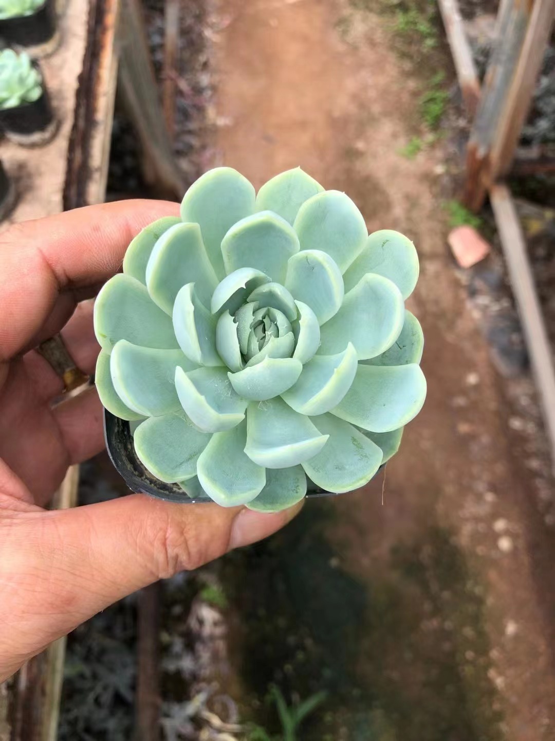 Mixed Potted Echeveria succulents for whole sale  