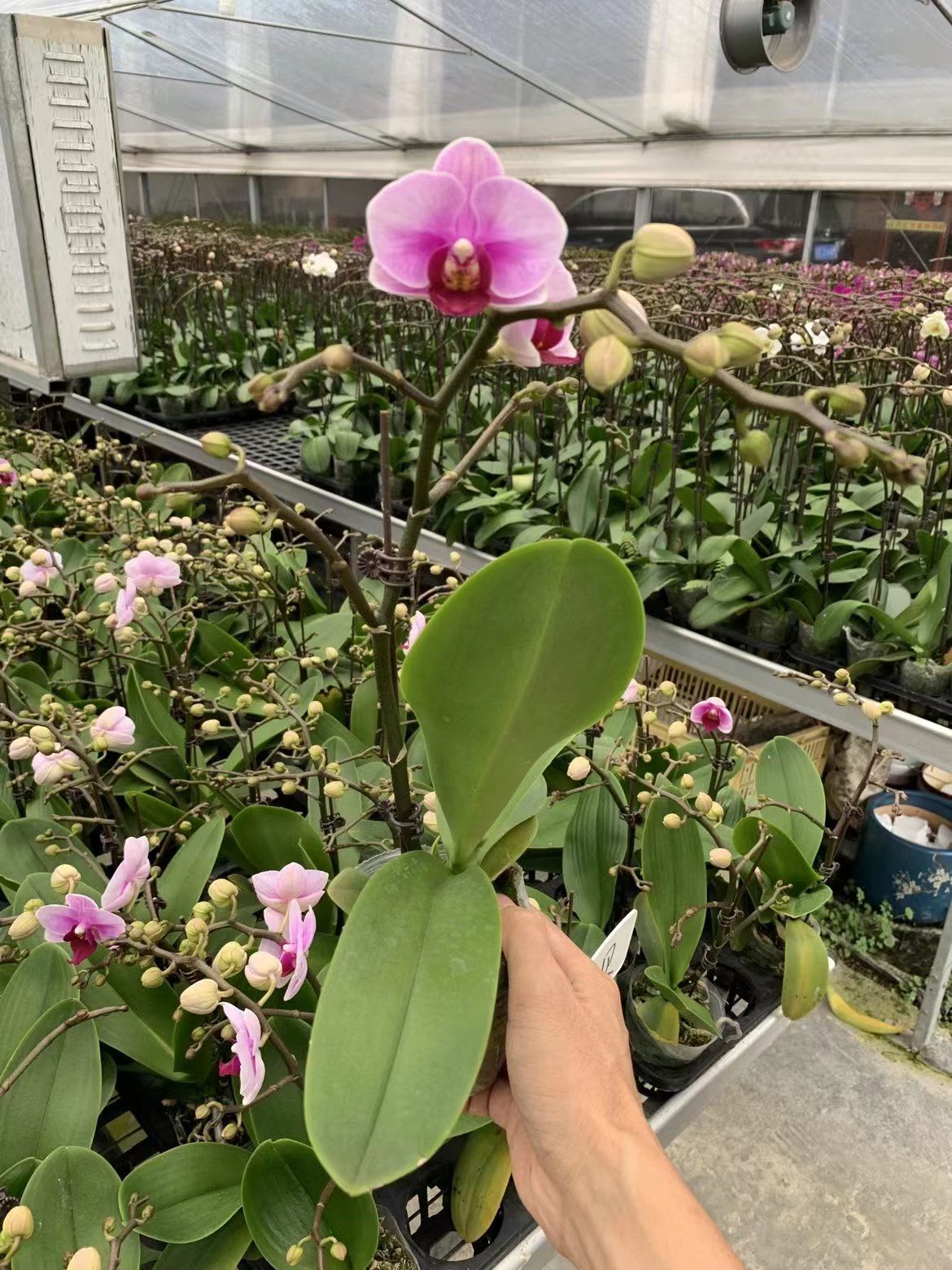 Phalaenopsis Orchid with deffierent colour  factory wholse plants decoration plants   