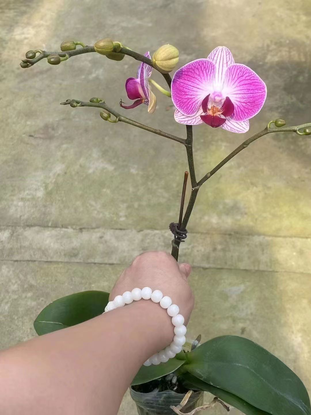 Phalaenopsis Orchid with deffierent colour  factory wholse plants decoration plants   