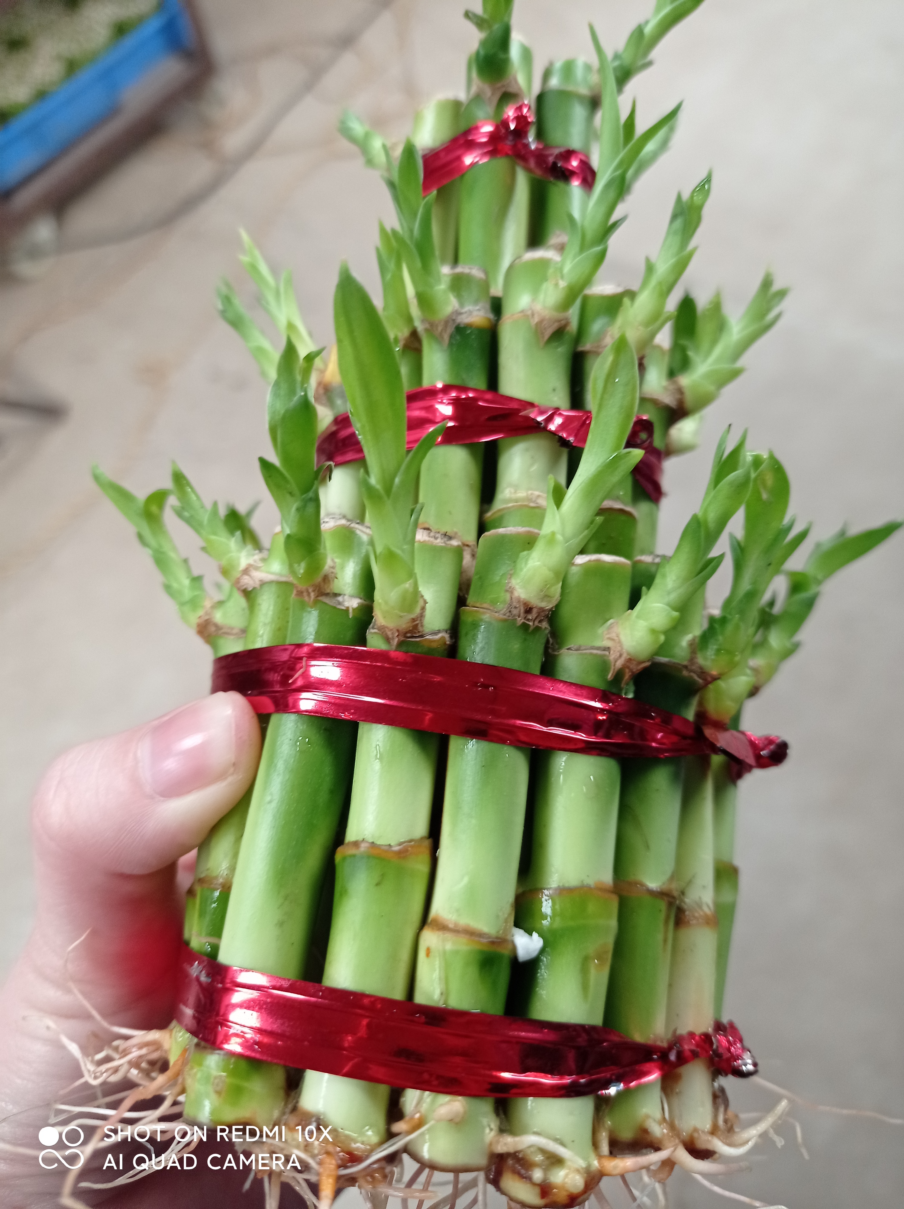 Dracaena sanderiana lucky bamboo indoor plants wholes sales manufactuerer   