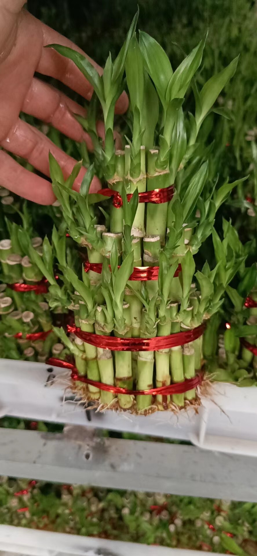 Dracaena sanderiana lucky bamboo indoor plants wholes sales manufactuerer   
