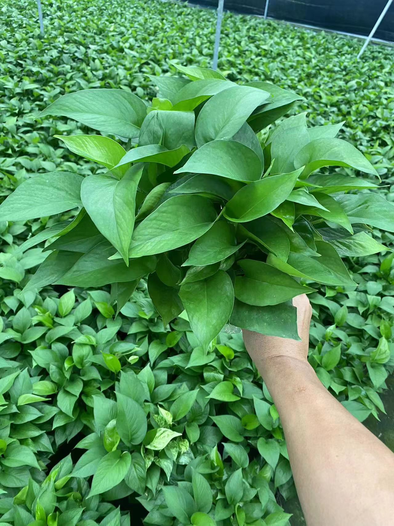 green plants air cleaning Epipremnumaureum wholes     