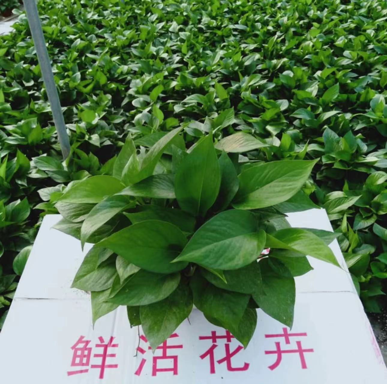 green plants air cleaning Epipremnumaureum wholes     