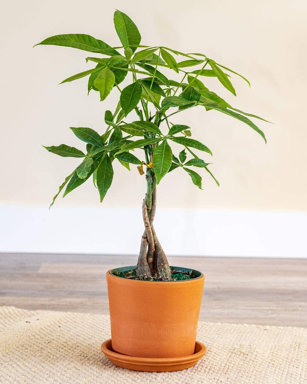 Bare Root Money Tree Pachira Aquatica Live Plants Chinese Nursery for Home Decoration Pachira Macrocarpa  