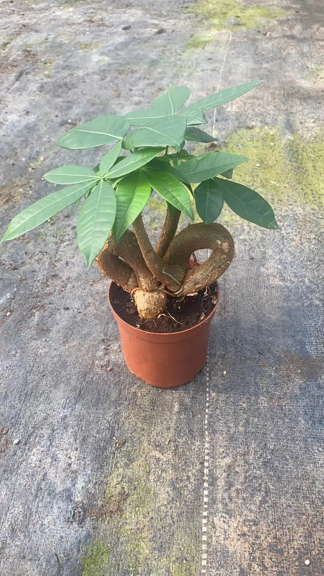 Bare Root Money Tree Pachira Aquatica Live Plants Chinese Nursery for Home Decoration Pachira Macrocarpa  