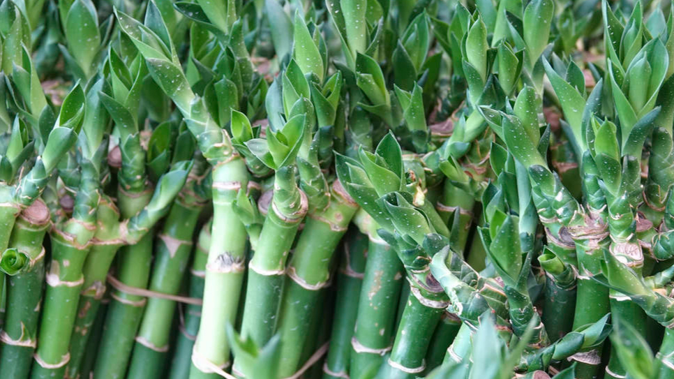 Lotus straight Bamboo Plants Green Lucky Bamboo Farm Low Price Supply  