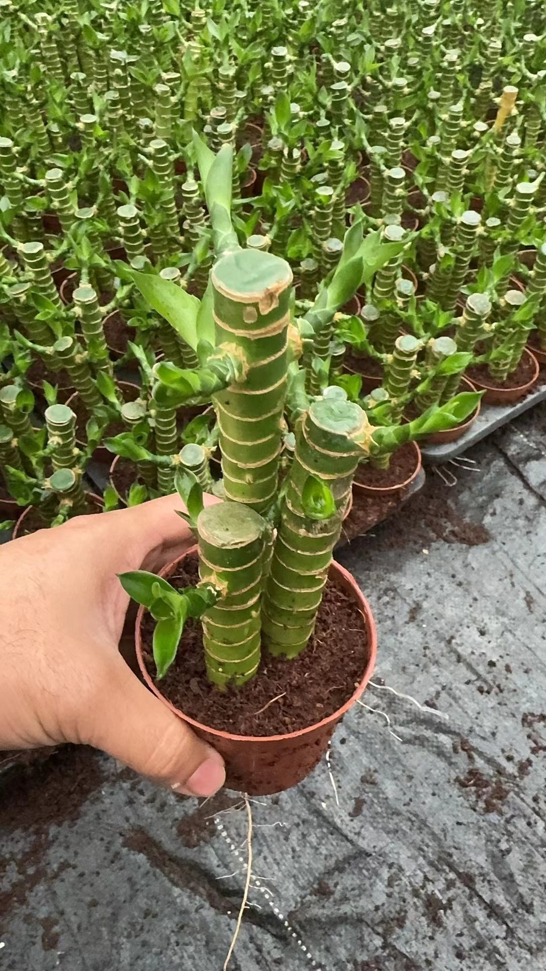 Lotus straight Bamboo Plants Green Lucky Bamboo Farm Low Price Supply  