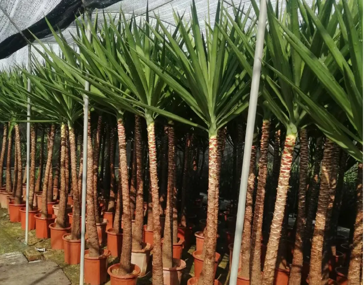 Yucca elephantipes China wholase plants grower live plants and trees  
