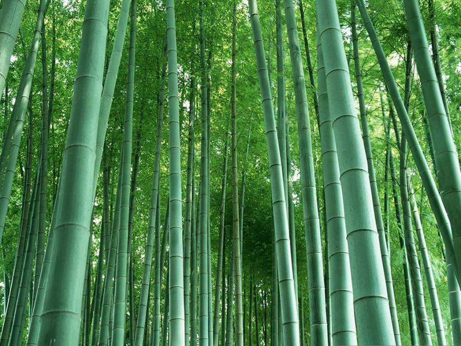 Why Bamboo?