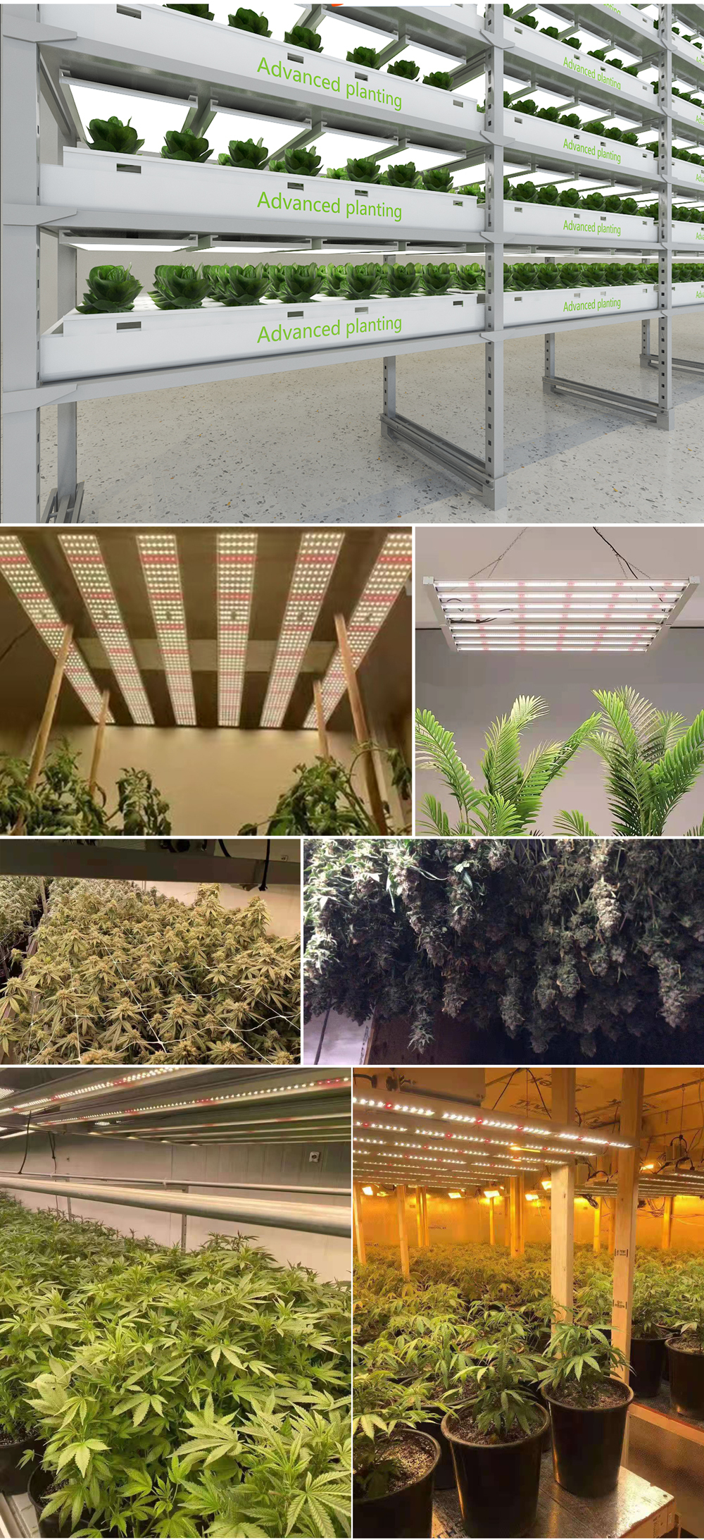 wholesale indoor plants foldable greenhous 600w 800w 1000watt lm301b cob high ppfd dimmable full spectrum grow light led bar