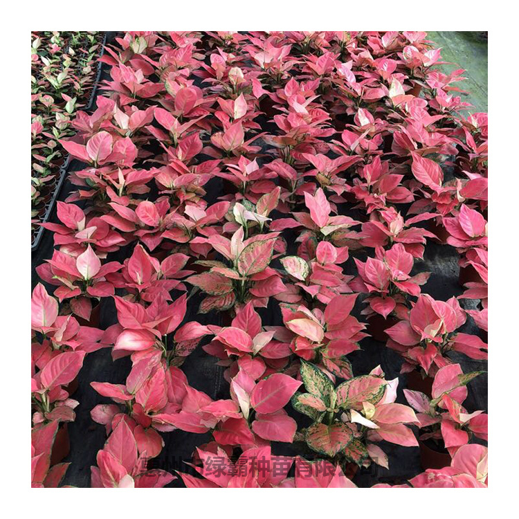 Natural plant seedling Natural plant seedling
