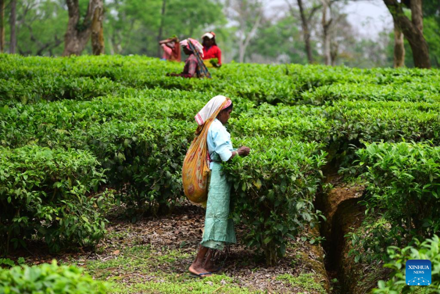 Tea History of India,Sri Lanka and Kenya