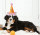 Every dog needs a party hat and this is a good quality one. 
