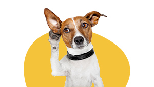 Best Pet Supplies & Products Online Stores | Cheap Dog & Cat Accessories For Sale - Lovepluspet.com