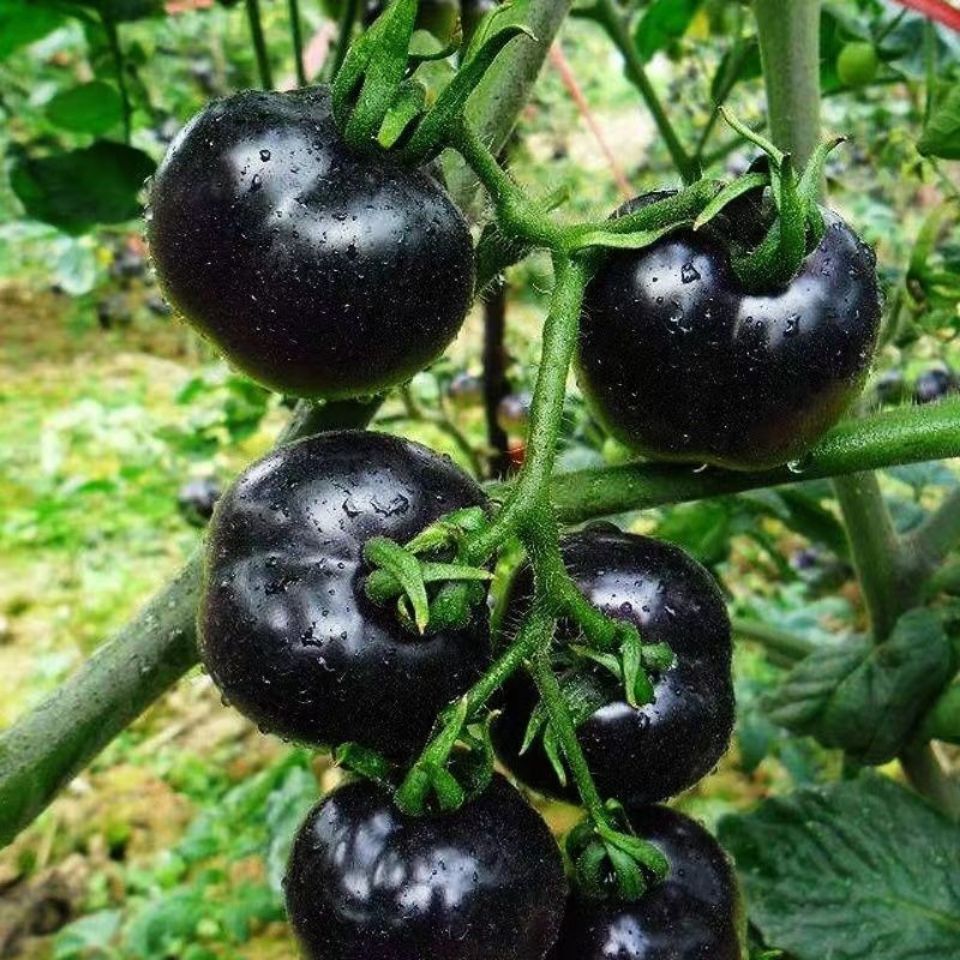 Купить семена черного томата. Томат черри черный f1. Томат f1 черная Жемчужина. Семена помидор черри черный дракон.