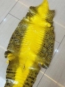 Himalaya yellow glossy