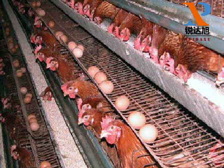 The role of calcium formate in feed