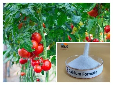 The application of calcium formate （CAF）in agriculture