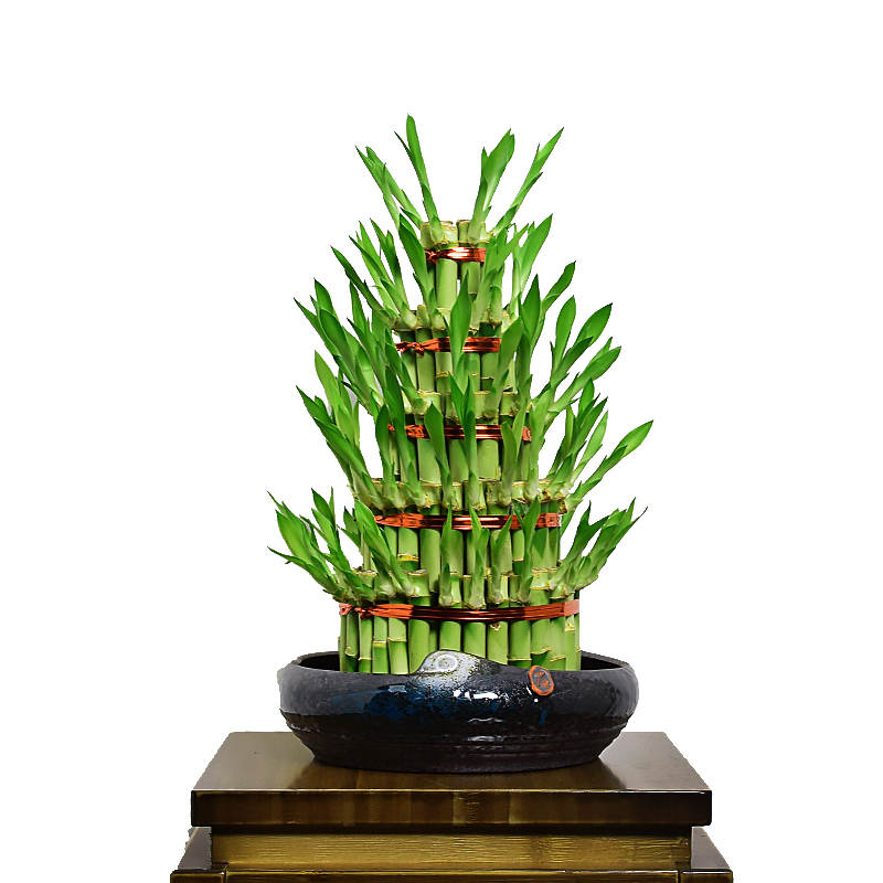 China lucky bamboo wholesale Factory Tower Lucky Bamboo Small 5 Towerat Low Price  