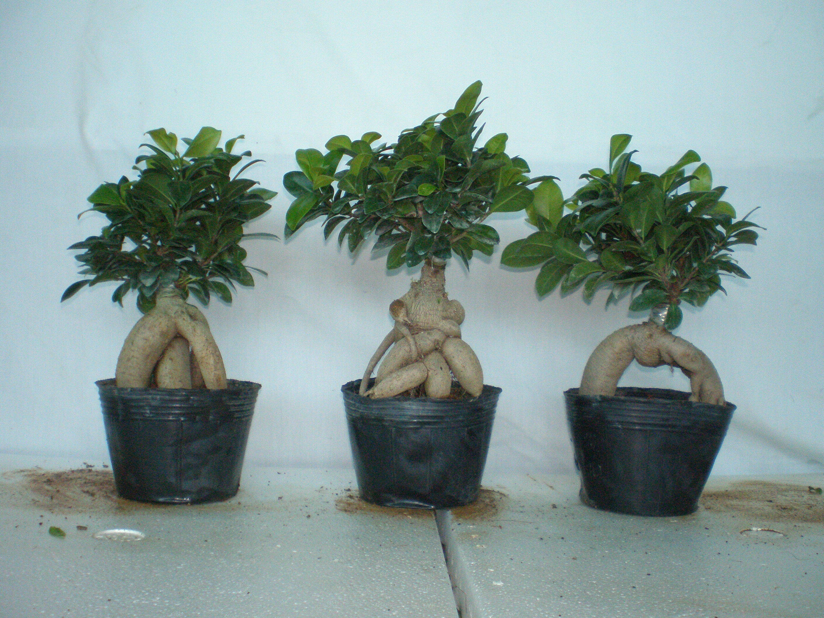 Ficus Ginseng Bonsai  in Door decoration live plants  