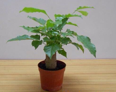 Good Quality Pachira Macrocarpa Live Plant in door and out door Bonsai  