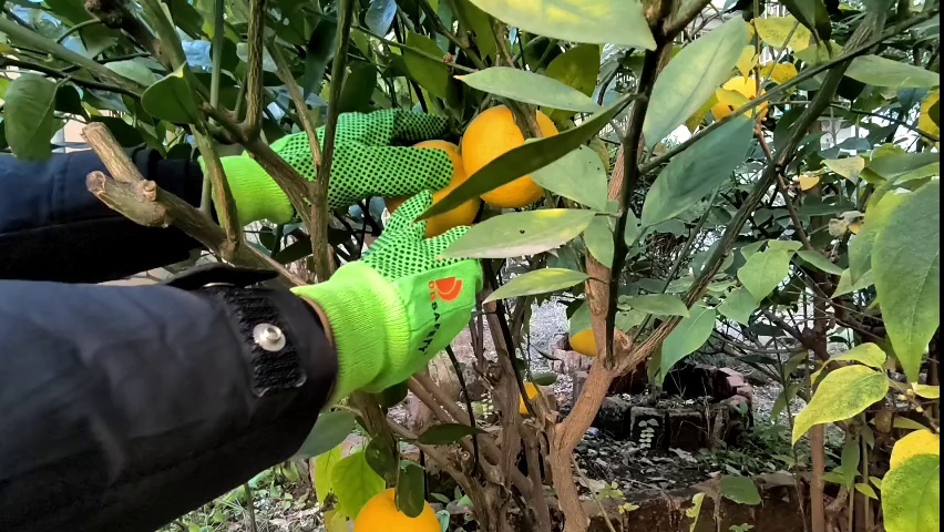 PVC Dotted Cotton Canvas Safety Work Gloves - DCD304 PVC Dotted Cotton Canvas Safety Work Gloves - DCD304 gloves,Dotted Canvas Gloves,work gloves,Canvas Work Gloves