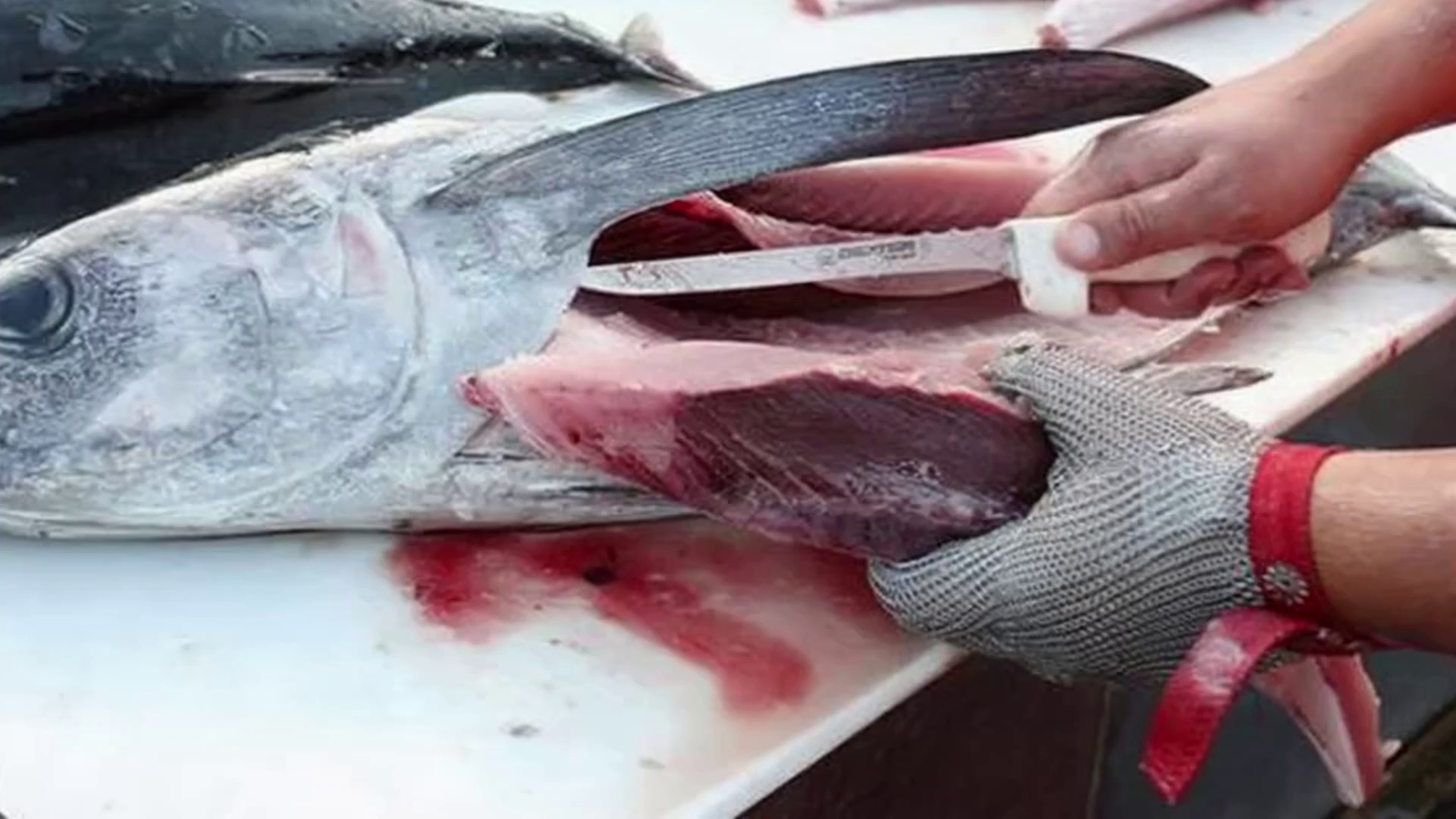 Safety Work Gloves for Hand Protection - DCR440 Safety Work Gloves for Hand Protection - DCR440 gloves,safety work gloves,safety gloves,work gloves