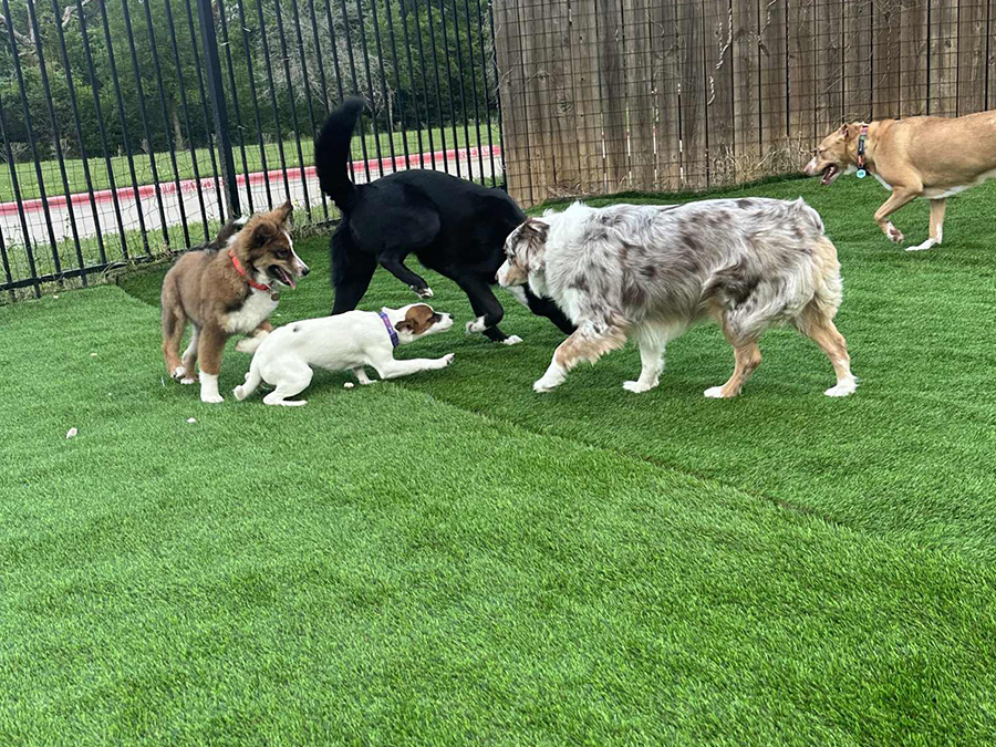 Synthetic Grass For Dogs - Why It's Better Than Natural Grass