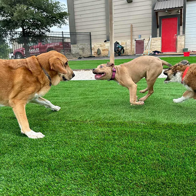 The Safety and Health of Artificial Turf: What You Need to Know