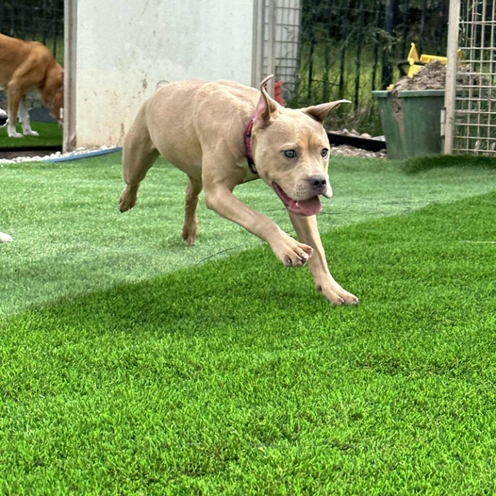 fake grass for dogs