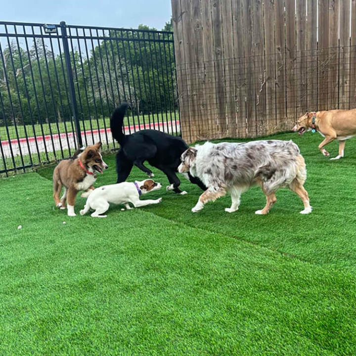 dog artificial turf