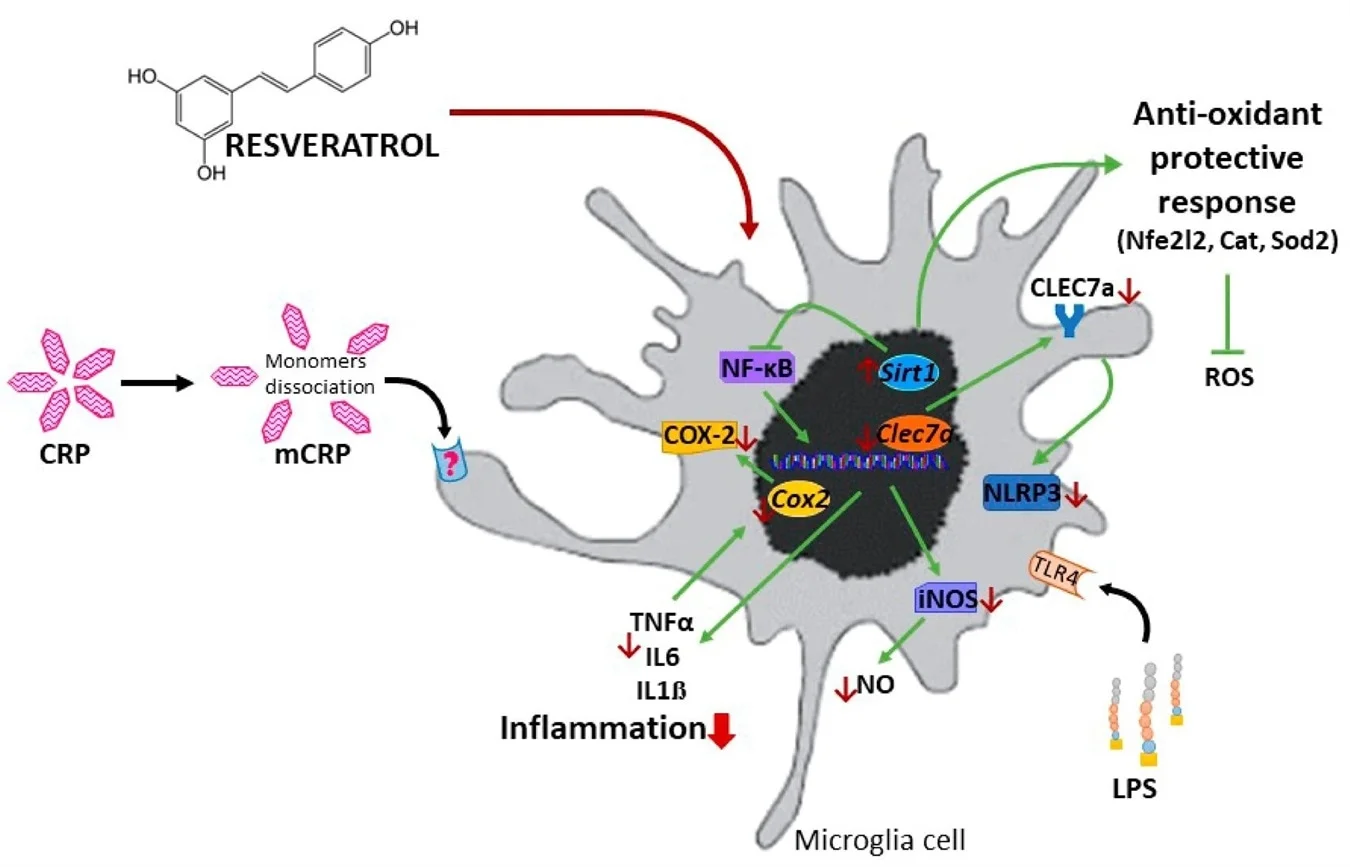 Resveratrol
