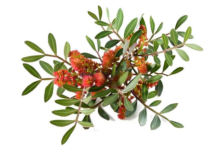Boswellia Extract  