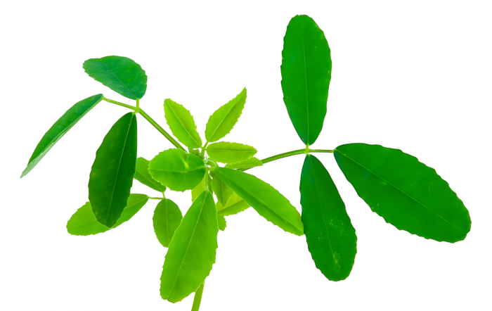 Luteolin  