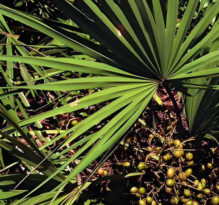 Saw Palmetto Extract