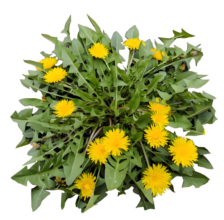 Dandelion Extract