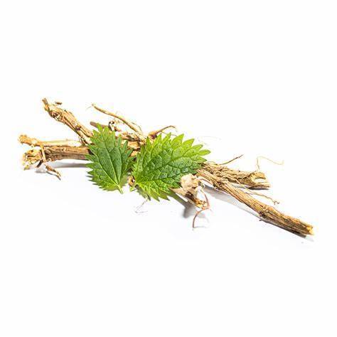 Stinging Nettle Root Extract