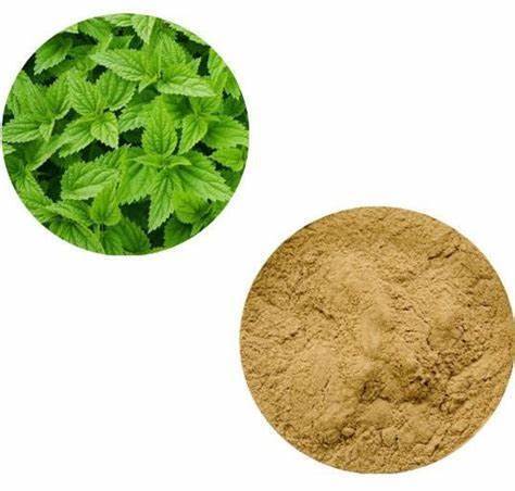 Stinging Nettle Root Extract