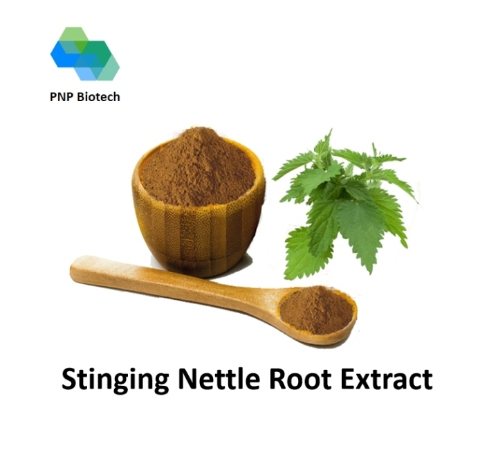 Stinging Nettle Root Extract