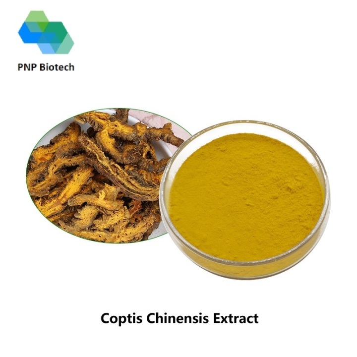 Coptis Chinensis Extract