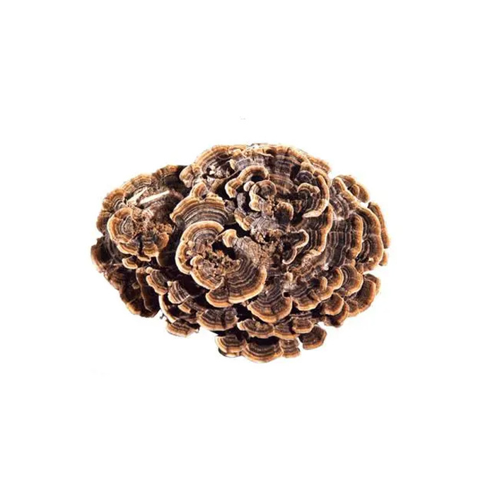 Turkey Tail Extract