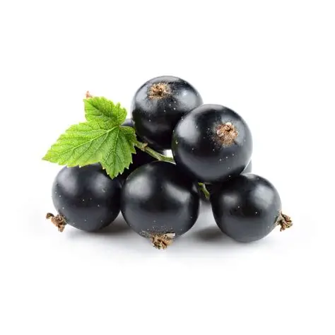 Black Currant extract